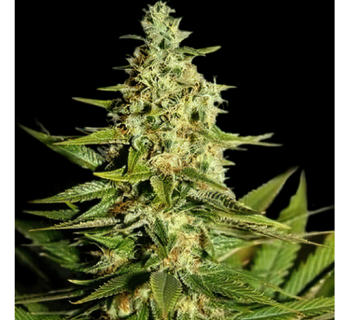 Супер Сканк (Foto. Fem.) 1 шт. / Super Skunk 2022